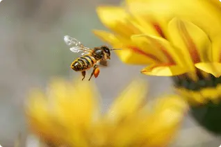 ミツバチが花から蜜を集めている様子
