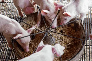餌を囲んで食べている子豚たちの様子