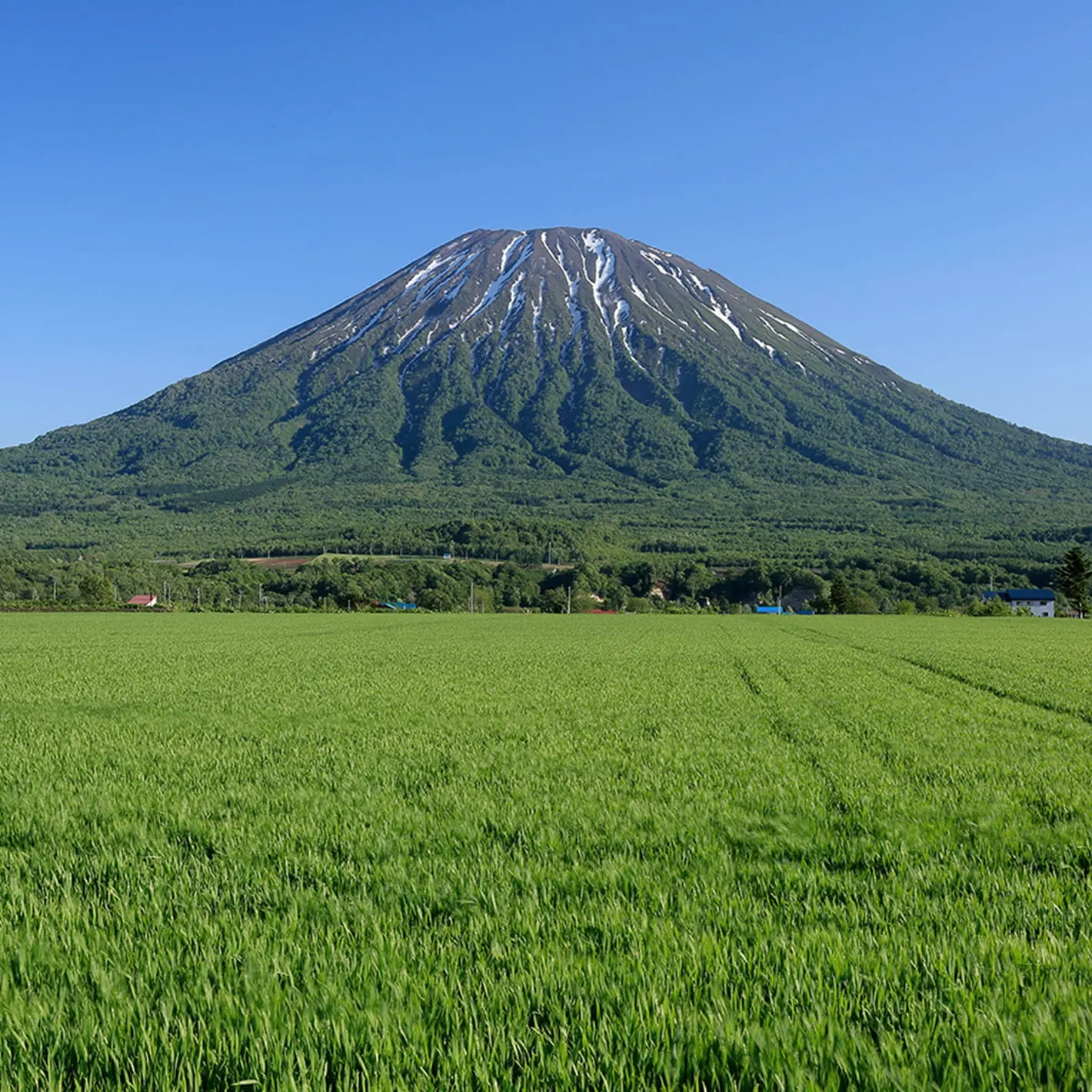広大な緑の畑と山を背景に広がる農地の風景